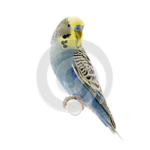 Yellow and blue budgie photo