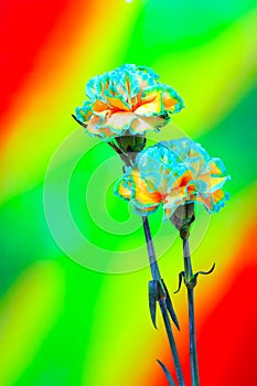 Beautiful blue fringed yellow carnation roses against abstractbackdrop photo