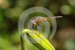 Yellow Blue Dragonfly Blue Dasher Pachydiplax longipennis