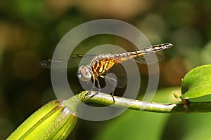 Yellow Blue Dragonfly Blue Dasher Pachydiplax longipennis