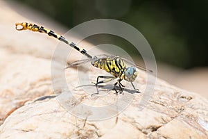 Yellow and blue dragonfly resting on a rock by the river