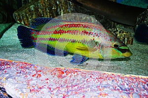 Yellow-blue exotic fish.