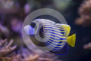 Yellow and blue fish angel