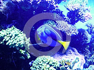 Yellow and Blue Fish Paracanthurus hepatus