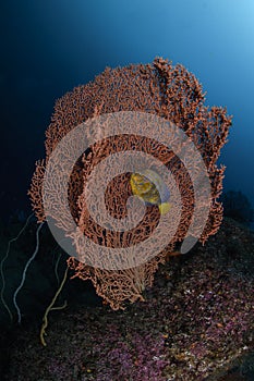 Yellow and Blue Fish Posing in Front of Red Coral