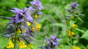 Yellow blue flower Melampyrum nemorosum, an ant and the sounds of the forest