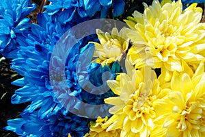 Yellow blue flowers, colors of Ukrainian national flag