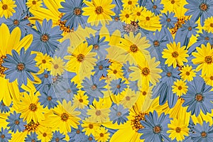 yellow and blue flowers flowery texture background full frame photo