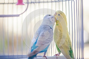 Yellow and blue parrots