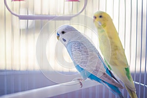 Yellow and blue parrots