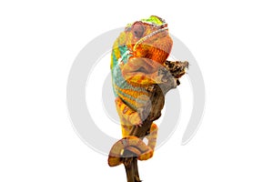 Yellow blue lizard Panther chameleon isolated on white background