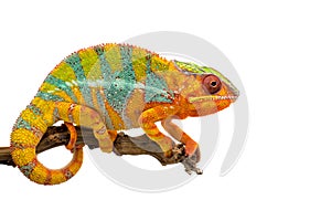 Yellow blue lizard Panther chameleon isolated on white background