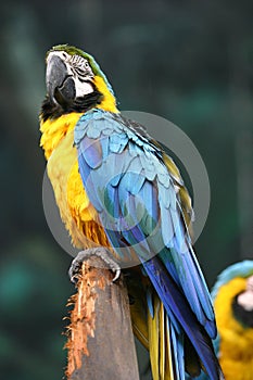 Yellow Blue Macaw.