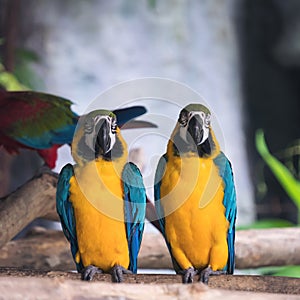 Yellow and blue macaw ara chloropterus birds standing on wood perch