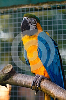 Yellow and blue Macaw Ara chloropterus at nature.