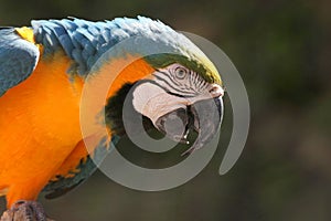 Yellow & Blue Macaw parrot with green background, Roatan, Honduras, Central America