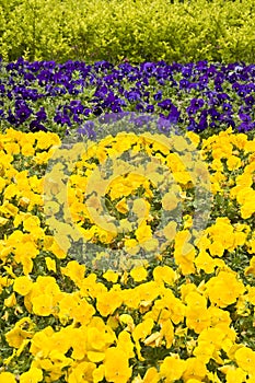 Yellow and blue pansies