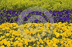 Yellow and blue pansies