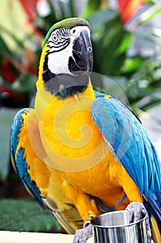 Yellow and Blue Parrot