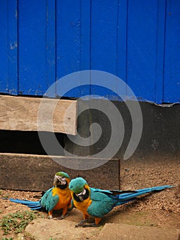 Yellow and blue parrot couple in front of a blue wooden facade in the amazon jungle of colombia