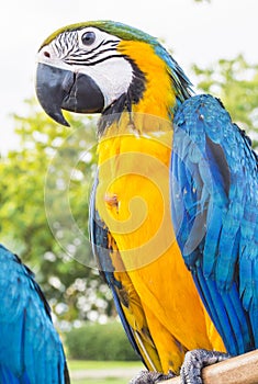 Yellow-blue parrot