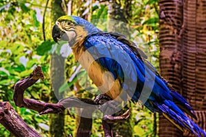 Yellow and Blue Parrot in Rainforest Tree