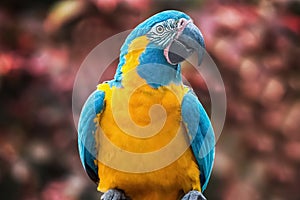 Yellow and blue parrot Scarlet macaw in a natural environment. Close-up of the bird in the wild