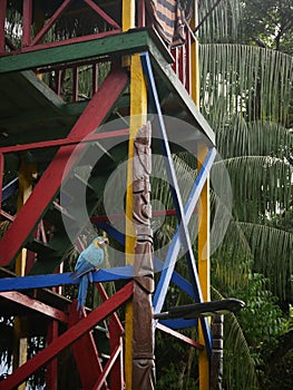 Yellow and blue parrot on a colorful wooden structure in the amazon jungle of colombia