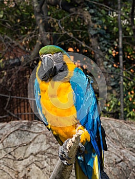 Yellow and blue parrot on a trunk