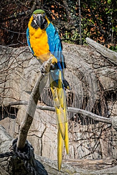 Yellow and blue parrot on a trunk