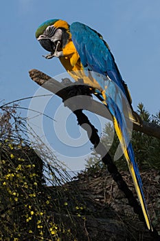 Yellow and blue parrot on a trunk