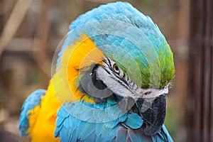 yellow-blue parrot in zoo.