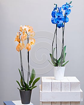 Yellow and blue Phalaenopsis, Moth orchid flowers