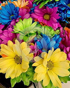 Yellow, blue pink and green daisies.