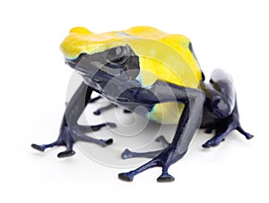 Yellow blue poison dart frog Dendrobates tinctorius