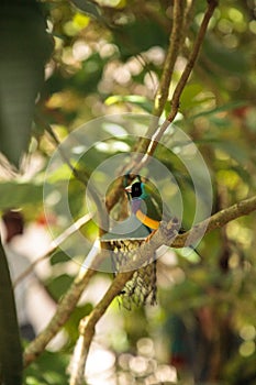 Yellow, blue and purple Lady Gouldian finch Erythrura gouldiae