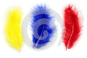 Yellow, blue and red feather