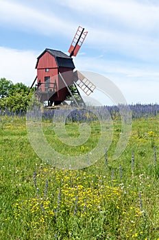 Yellow and blue summer flowers by an old traditional windmill at the swedish island Oland