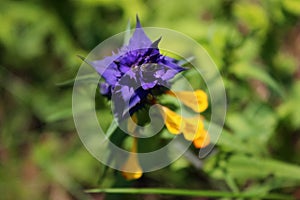 Yellow blue wild flower Melampyrum nemorosum L.,summer