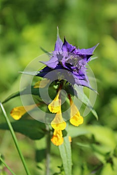 Yellow blue wild flower Melampyrum nemorosum L.,summer