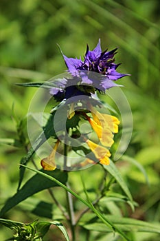 Yellow blue wild flower Melampyrum nemorosum L.,summer