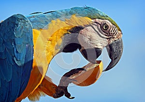 Yellow and blue winged macaw.