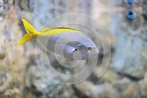 Yellow and blueback fusilier