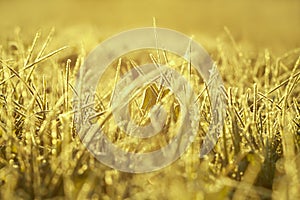 Yellow blur background from a grass in snow