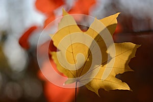 Yellow blurred maple leaf on blurred autumn background