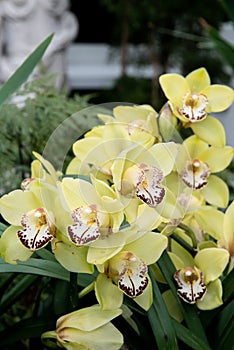 Yellow boat orchids in blooming in botanical garden