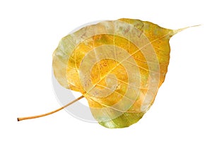 Yellow bodhi leaf vein isolated on white