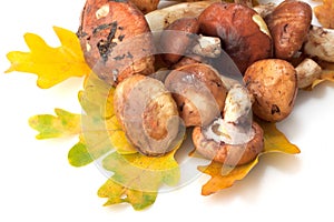 Yellow boletus