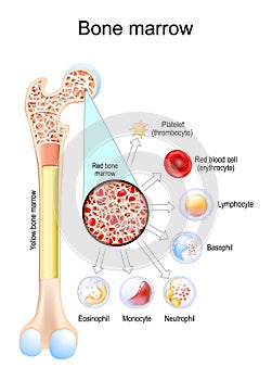 Yellow bone marrow and Red bone marrow. Blood cells develop photo