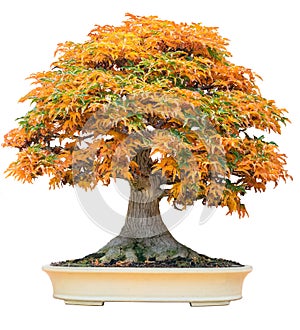 Yellow bonsai maple tree acer palmatum bonsai tree of trident maple in autumn shishigashira maple bonsai